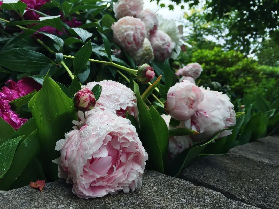 陆游春节的诗,陆游写的关于成都的诗