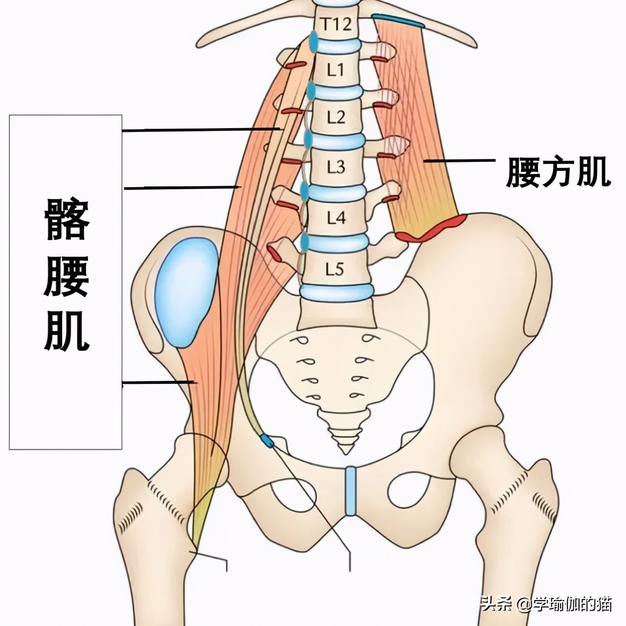 瑜伽竖叉胯不正怎么办,为什么练瑜伽会变成骨盆后倾