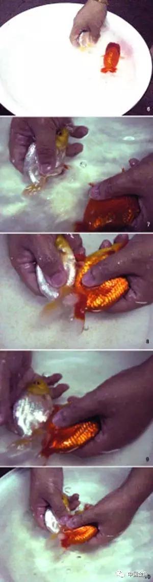 金鱼要配对繁殖吗多久可以繁殖,家庭养殖的草金鱼能自然繁殖吗