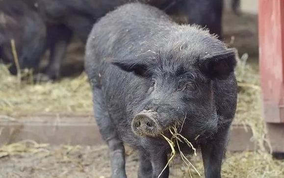 养殖疾病防控怎么样,养殖过程中如何预防和治疗感冒