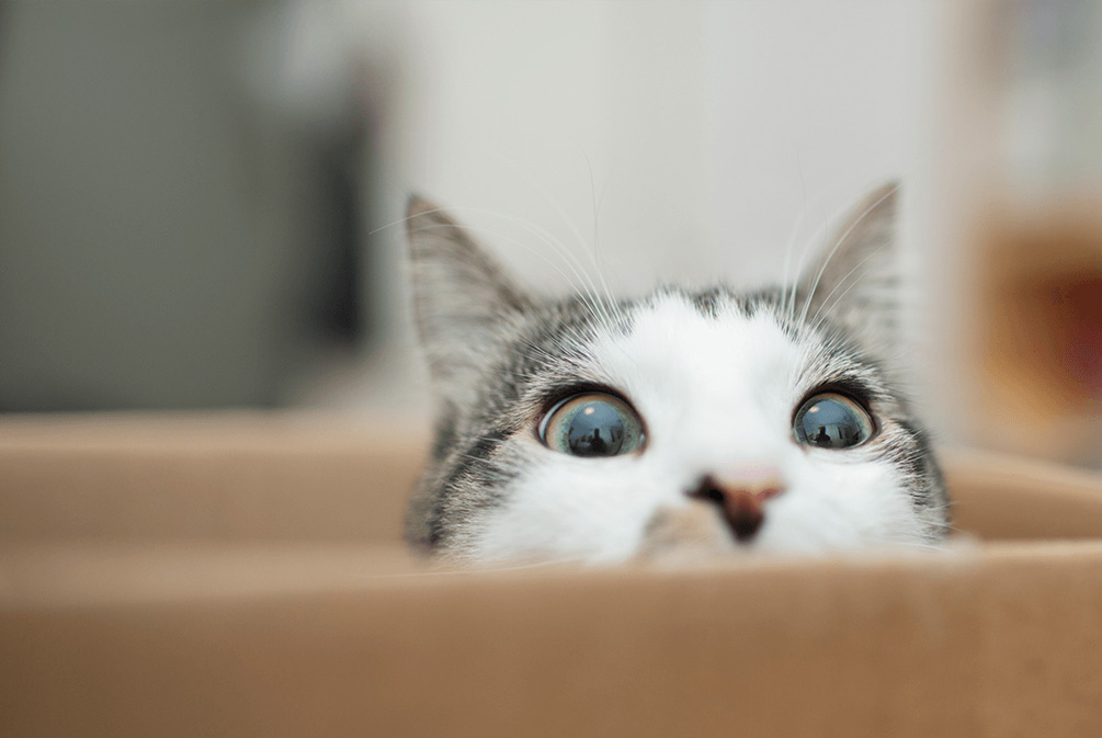 猫害怕陌生人躲起来,怎么让家猫对陌生人有警惕性