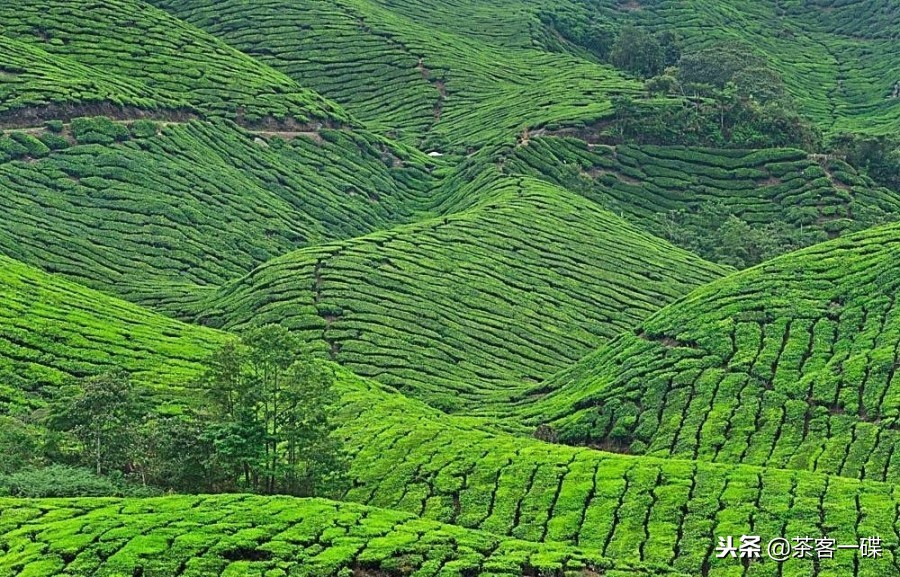 云南低价茶叶价格表,云南茶叶价格表明细