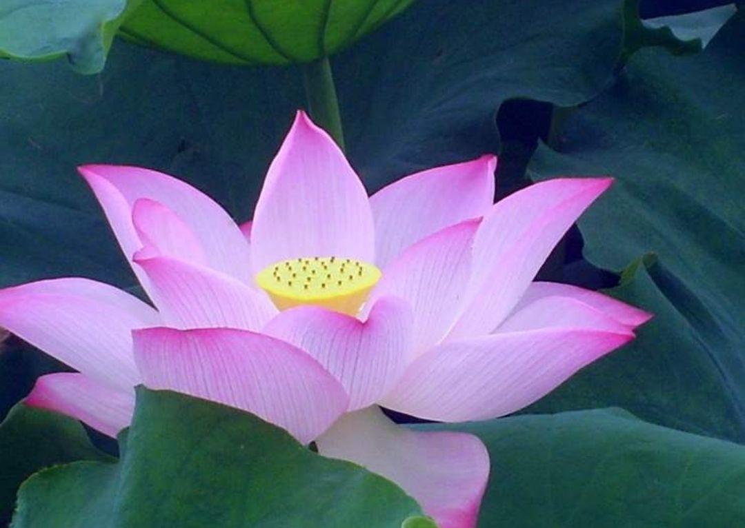 水芙蓉是不是荷花的名称,水芙蓉和荷花的关系