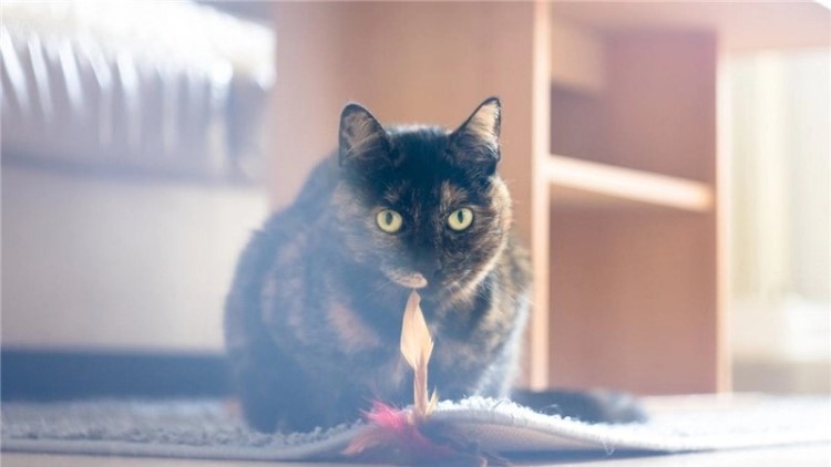 猫咪五种性格类型,猫咪有这6种表现说明你养得好