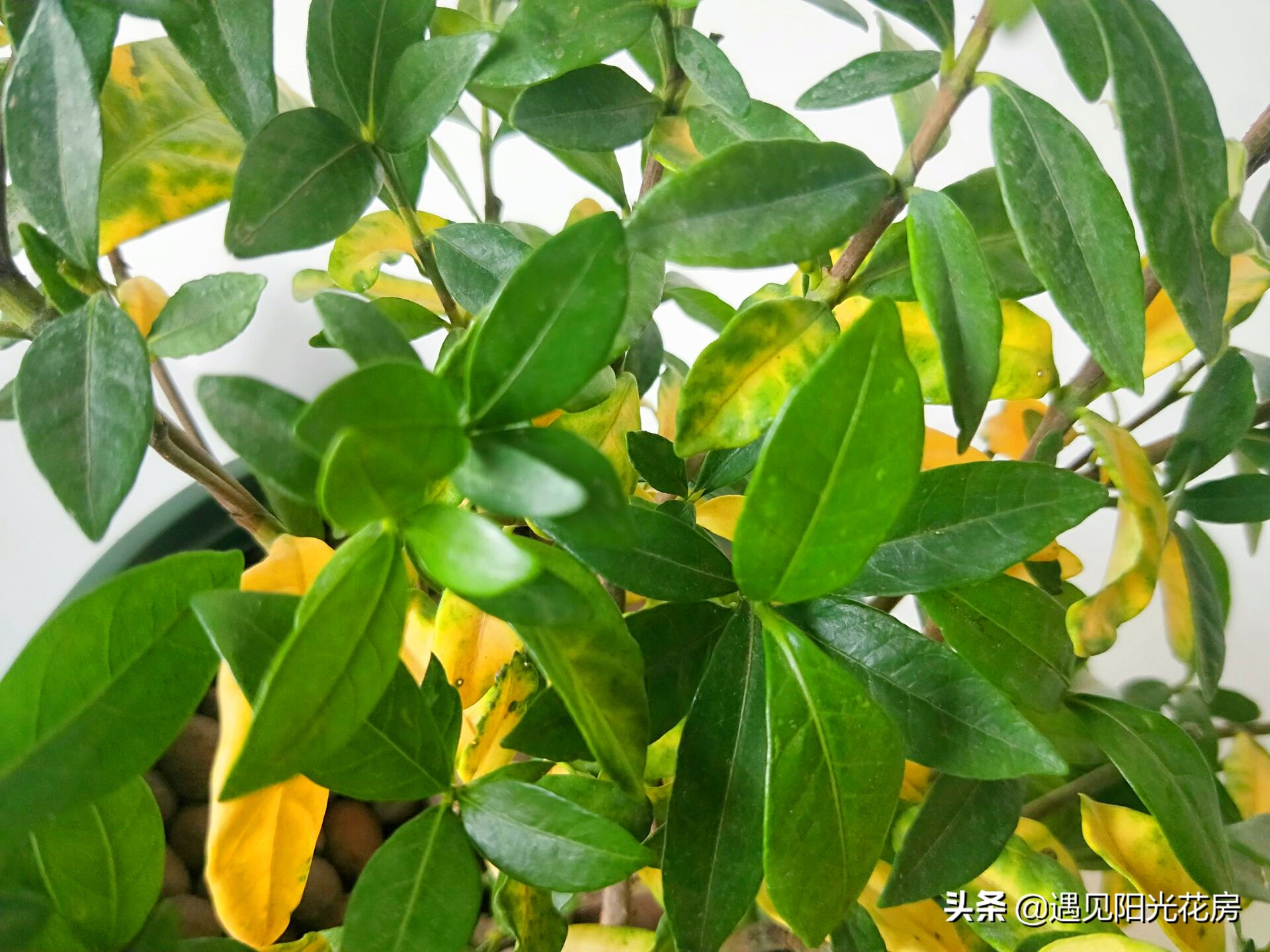 栀子花各种黄叶原因及图解,栀子花黄叶的处理方法讲解