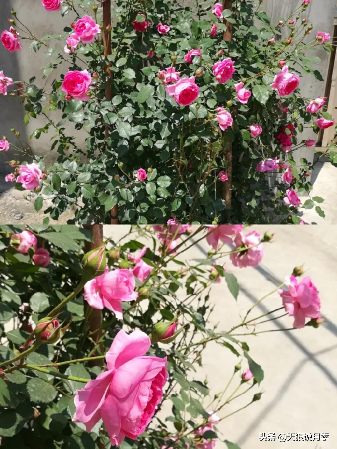 月季春季第一波花要不要剪,月季春季第一波花开后嫁接