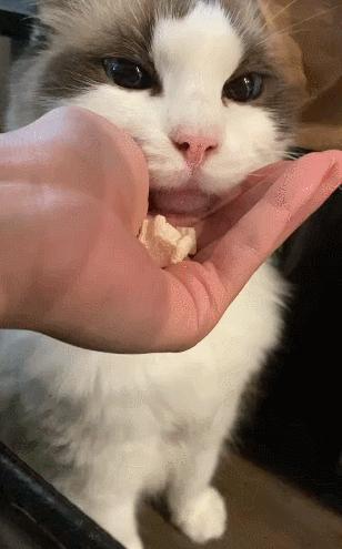 布偶猫身长四十厘米体重九斤,超级可爱的布偶猫有两万斤