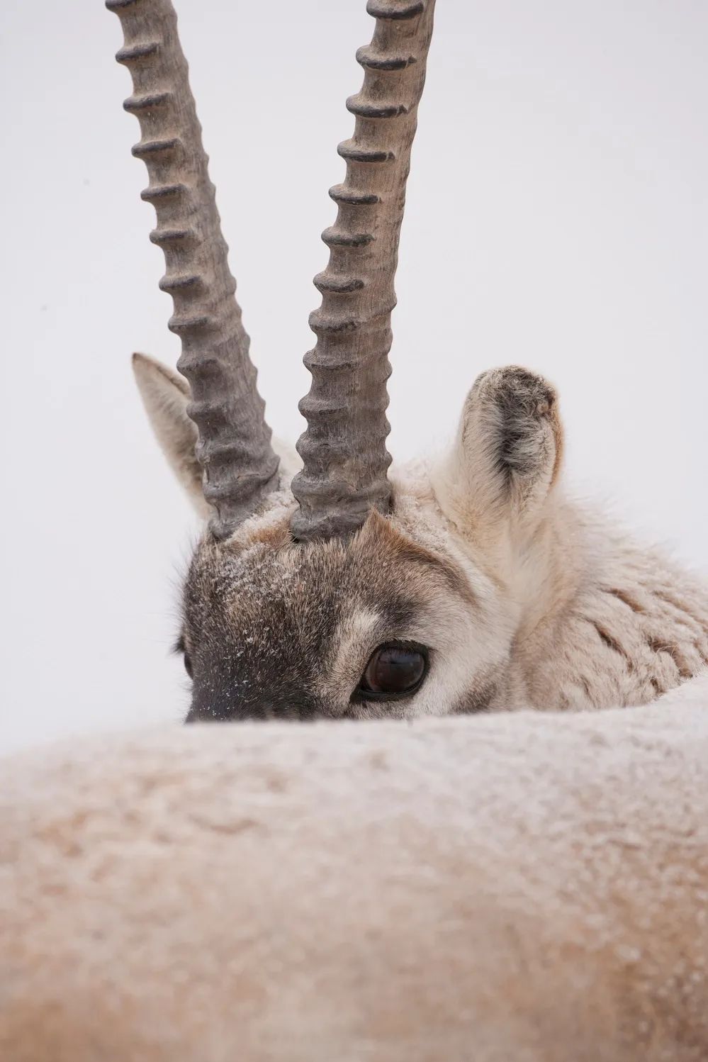 不保护就晚了！你最爱的干（小）脆（熊）面（猫）比大熊猫还濒危