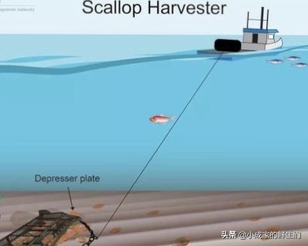 渔民常见捕获海鲜以及价格,野捕海鲜