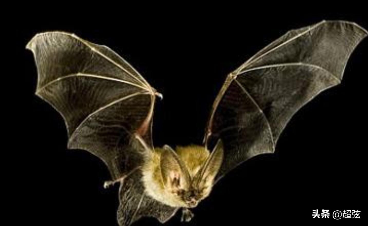 为什么害怕老鼠和蝙蝠,蝙蝠为什么不能灭老鼠