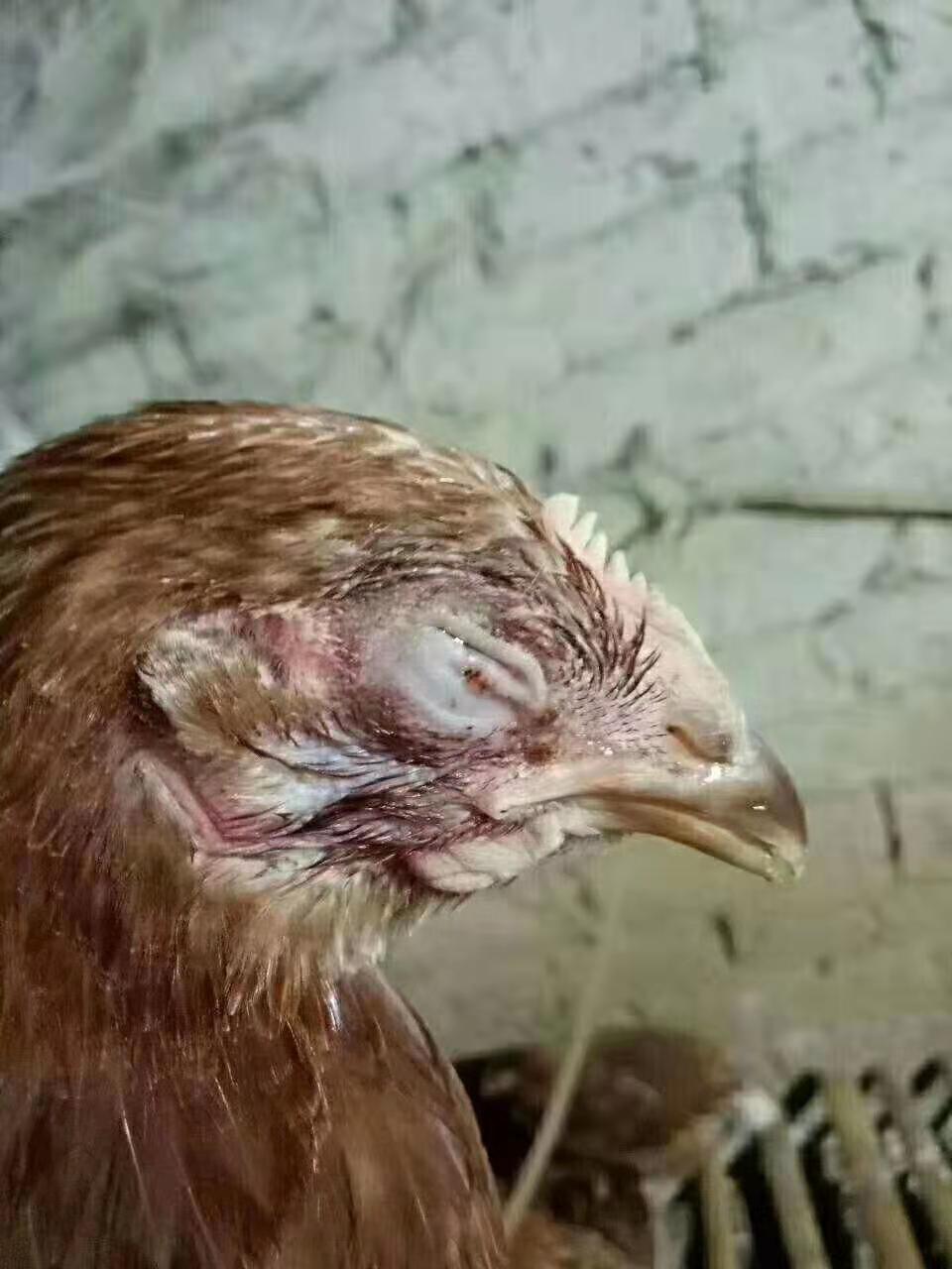 鸡的眼肿发肿睁不开，这是什么病？到底该吃点什么药？