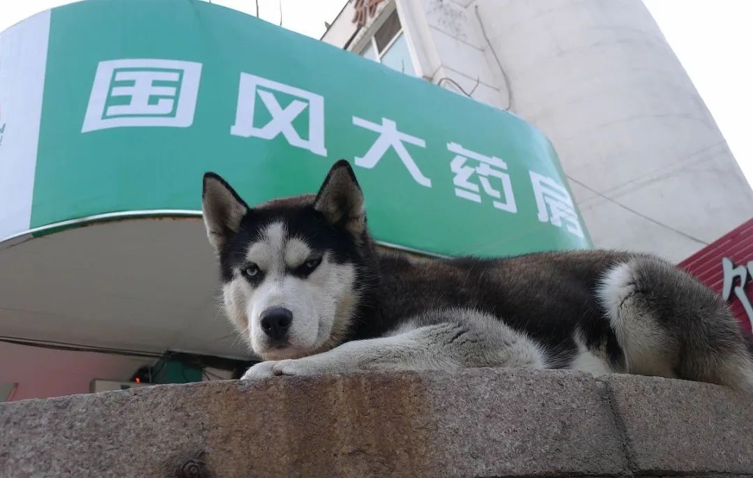 哈士奇真的傻不傻,哈士奇的8大缺点劝你最好别养