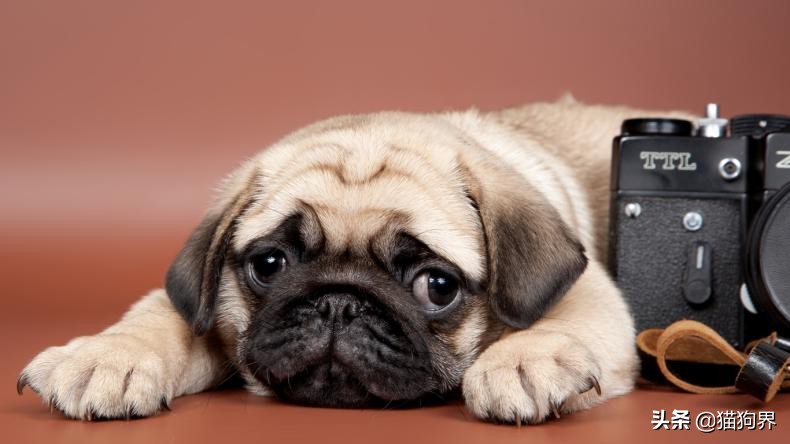 狗狗受惊吓后应激反应,狗狗应激反应会有尿吗