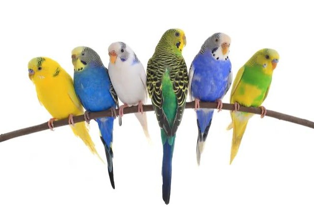 虎皮鹦鹉能喝牛奶吗,虎皮鹦鹉小鸟饲养