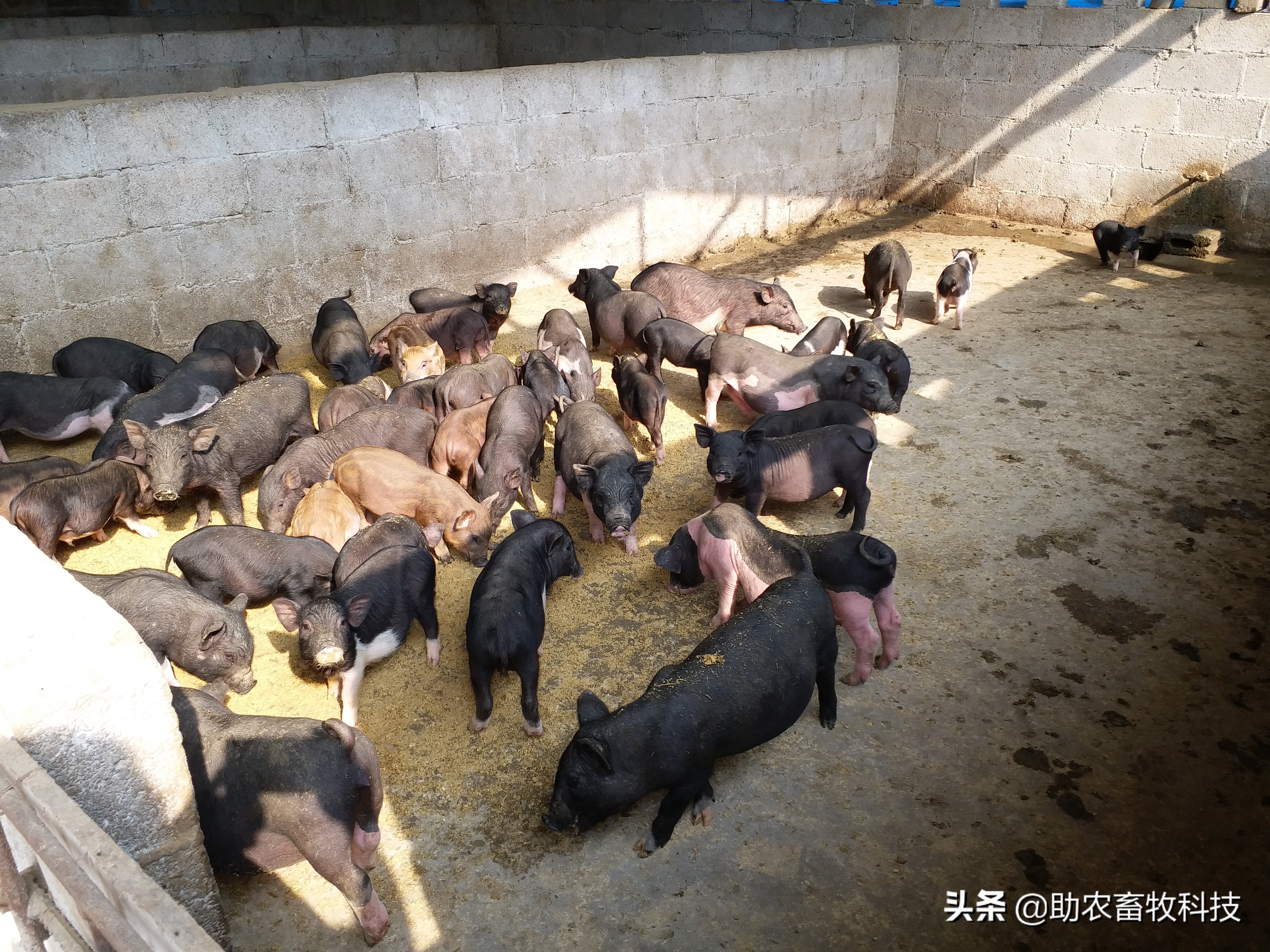 豆渣发酵饲料促生长易吸收,豆渣怎样发酵变成饲料养鸡