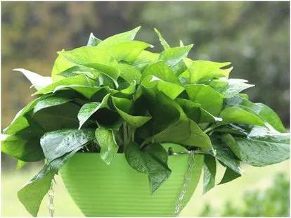 绿萝盆栽改水栽,桌面绿萝小盆栽