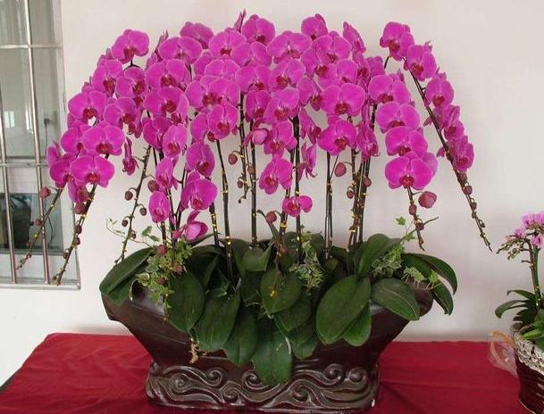 蝴蝶兰花谢后怎么处理才能再开花,蝴蝶兰花谢后怎么处理慢动作