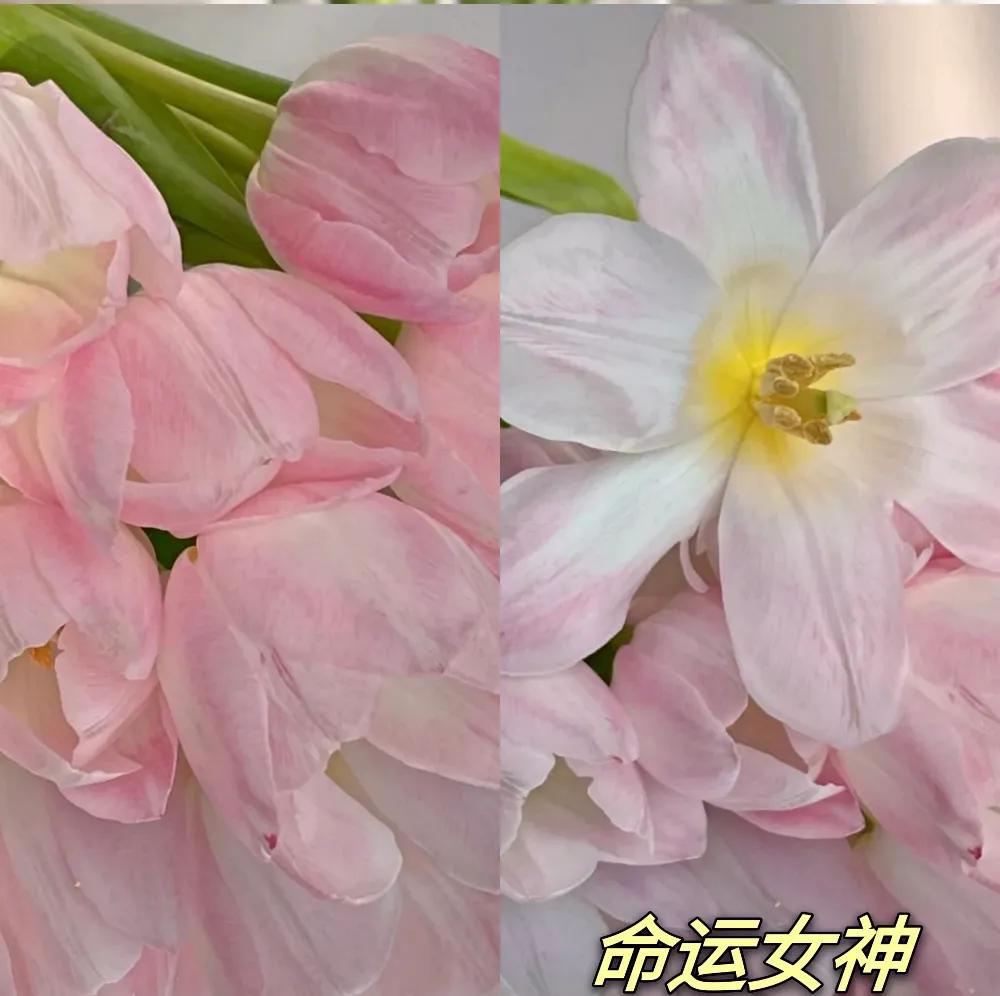 郁金香又叫什么名字,不同颜色郁金香的名字