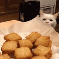 听说给猫起名越贱越好养活,科普给猫起名