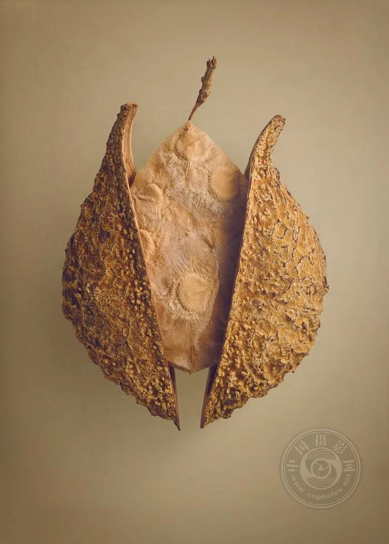 2022索尼世界摄影大赛自然类 (索尼世界摄影大赛自然组作品精选)