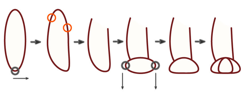 adobeillustrator怎么做毛绒小鸟,adobeillustrator画动物