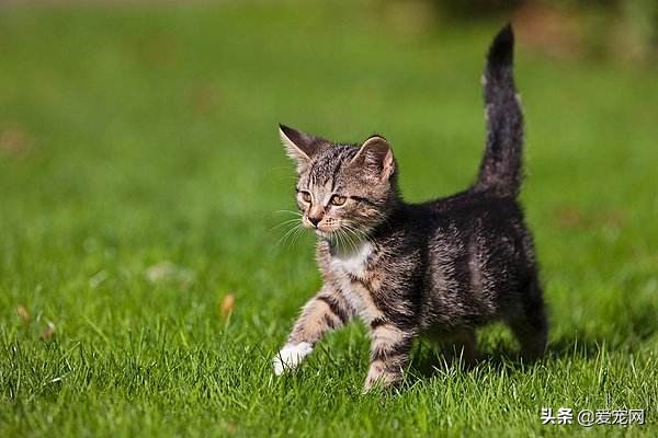 猫咪跳蚤怎么根除,猫咪有跳蚤教你根除跳蚤的方法