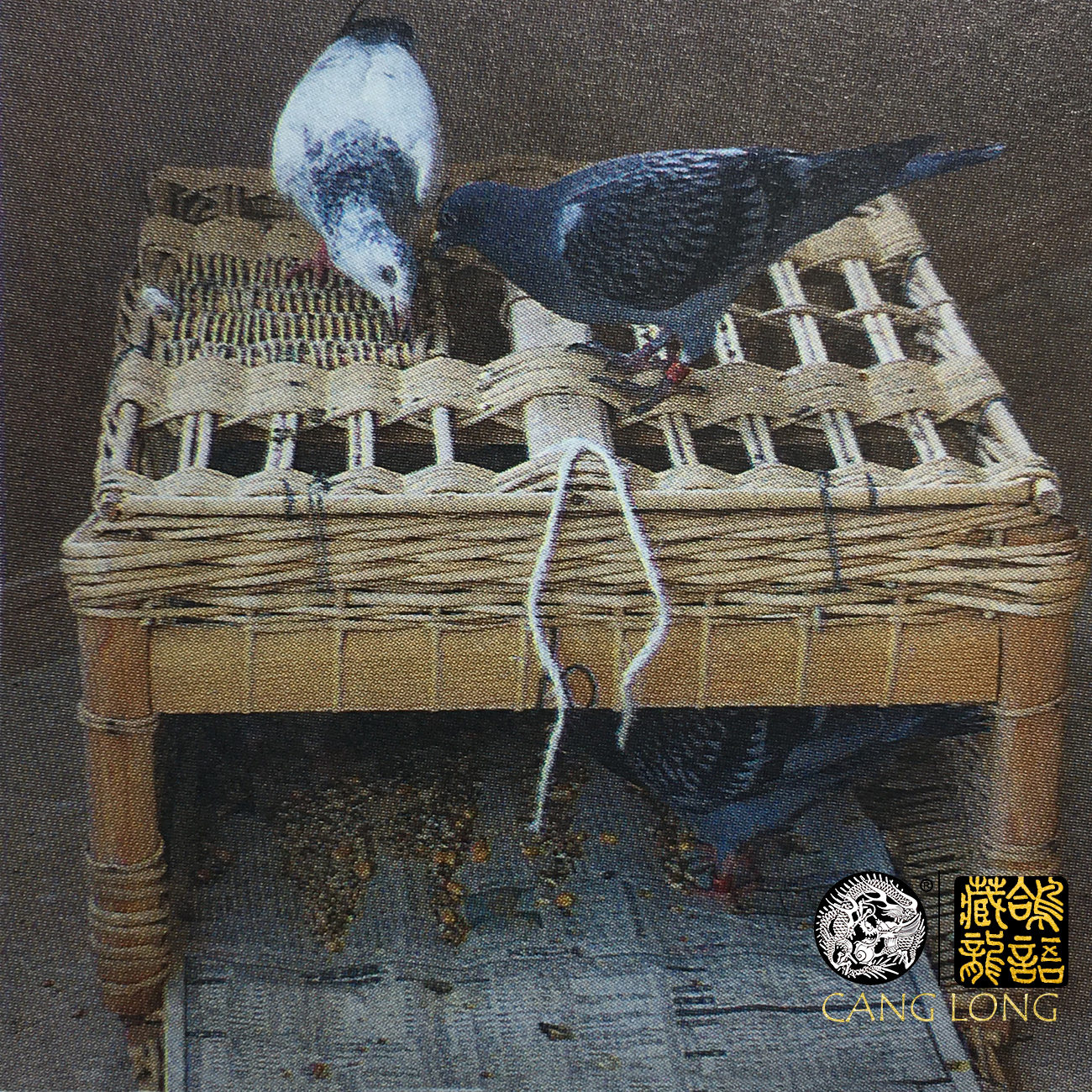 赛鸽幼鸽训练方法,幼鸽1-30天成长集锦