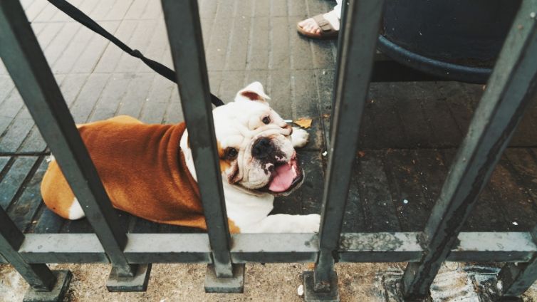 怎样纠正狗狗不吃狗粮的坏毛病,狗狗挑食不吃狗粮怎么纠正