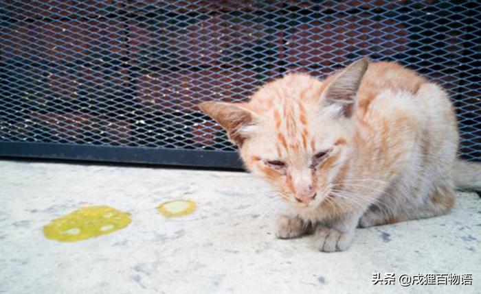 猫咪打疫苗发烧呕吐怎么办,如果猫咪生病了会有什么表现