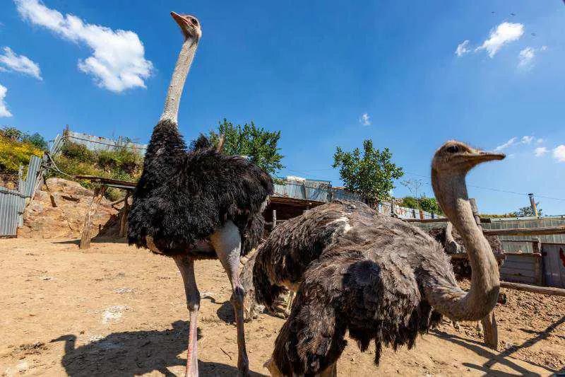 90后夫妻养殖致富,00后创业养殖鸵鸟