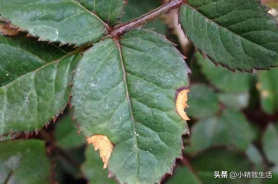 养月季花,这10种病虫害很常见,发病特征和防治方法都在这里了