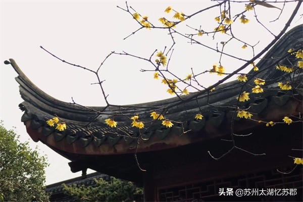 苏州梅花节赏梅视频,苏州西山梅花节2024年最佳时间