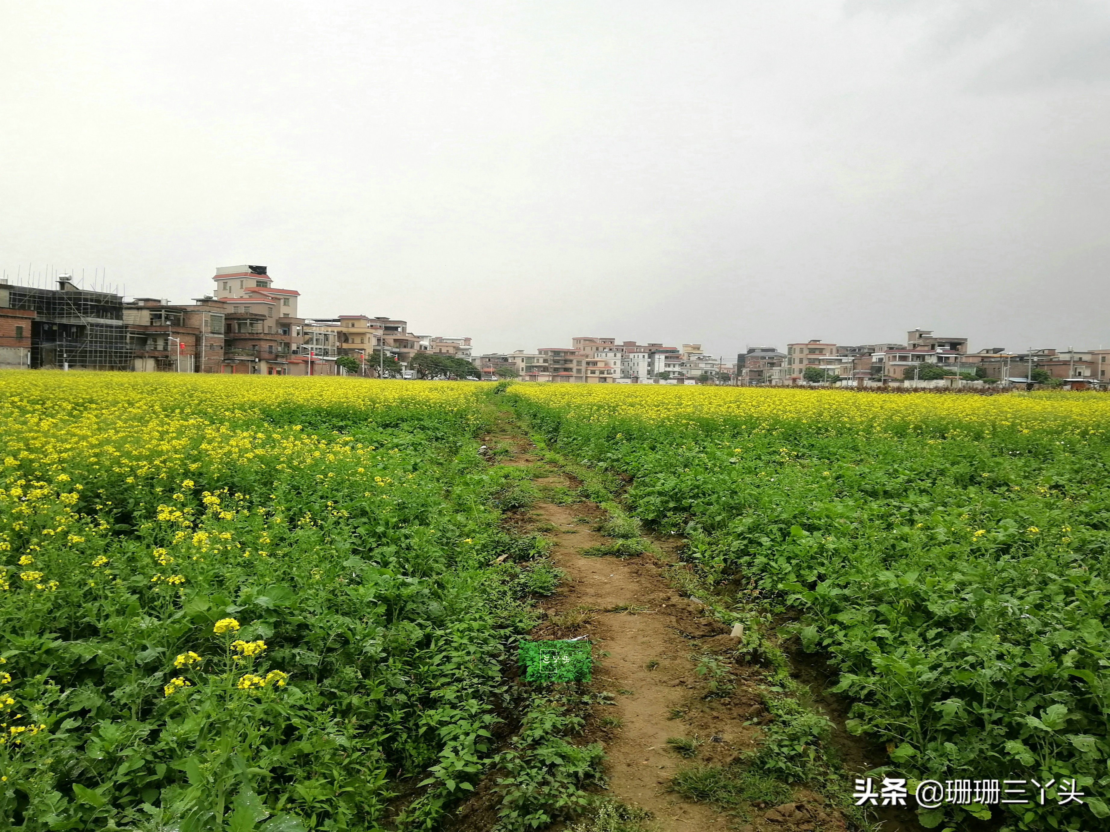 广州春季赏油菜花的地方,广州绝美油菜花海