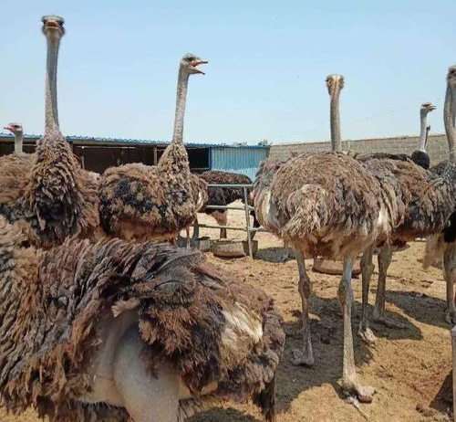 养殖鸵鸟怎么养殖得快些,为什么不建议养殖鸵鸟