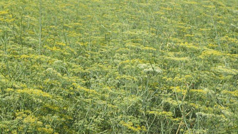 茴香种植最简单方法,茴香怎么种植小技巧简单