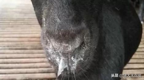 冬天感冒可以喝羊汤吗,春天怎样防治羊感冒