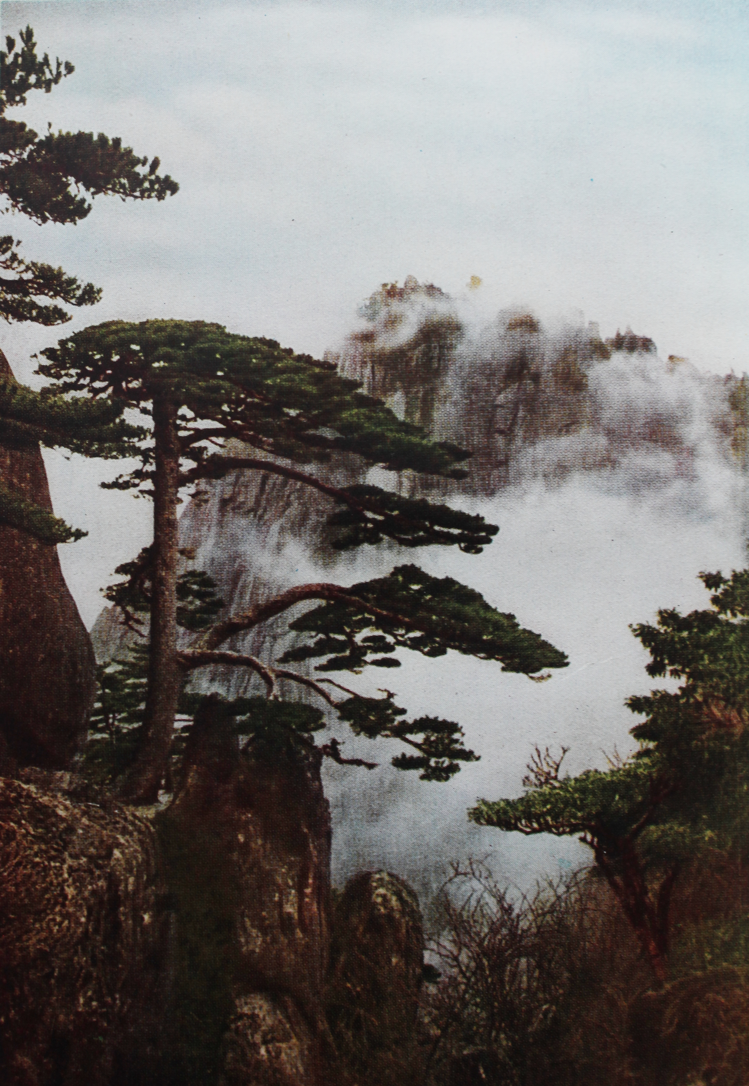 贵宾迎客松的真假辨别方法,黄山迎客松真假