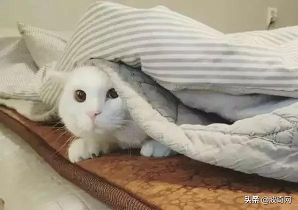 猫咪怀孕睡觉会抽搐吗,猫咪睡觉时叫唤是做梦吗