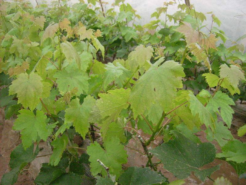 葡萄苗怎么栽种成活率才高,葡萄栽苗的正确方法