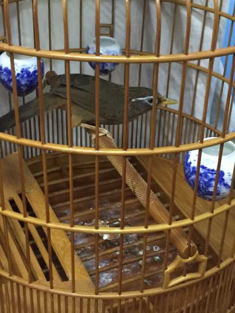 画眉鸟咬尾怎么治,画眉鸟受惊吓咬尾怎么办