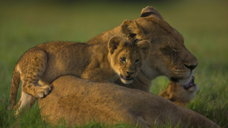 狮子和老虎打架的故事,老虎和狮子打架谁厉害