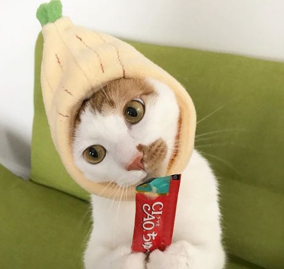 宠物经济市场前景,宠物经济下一个趋势