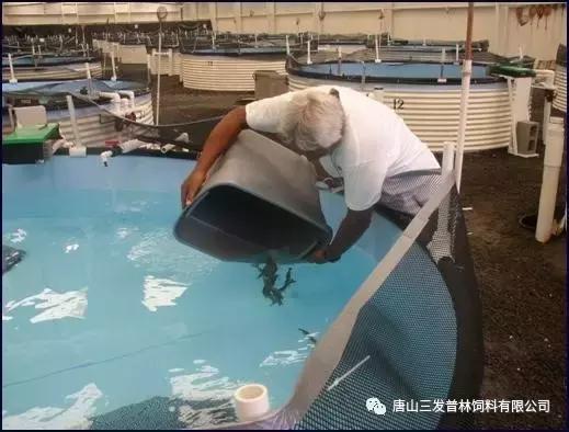 斑节虾是淡水养殖还是海水养殖,微正斑节虾养殖