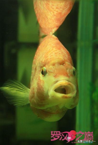 鹦鹉鱼头洞病多久治疗一次,观赏鱼头洞病怎么治疗最好