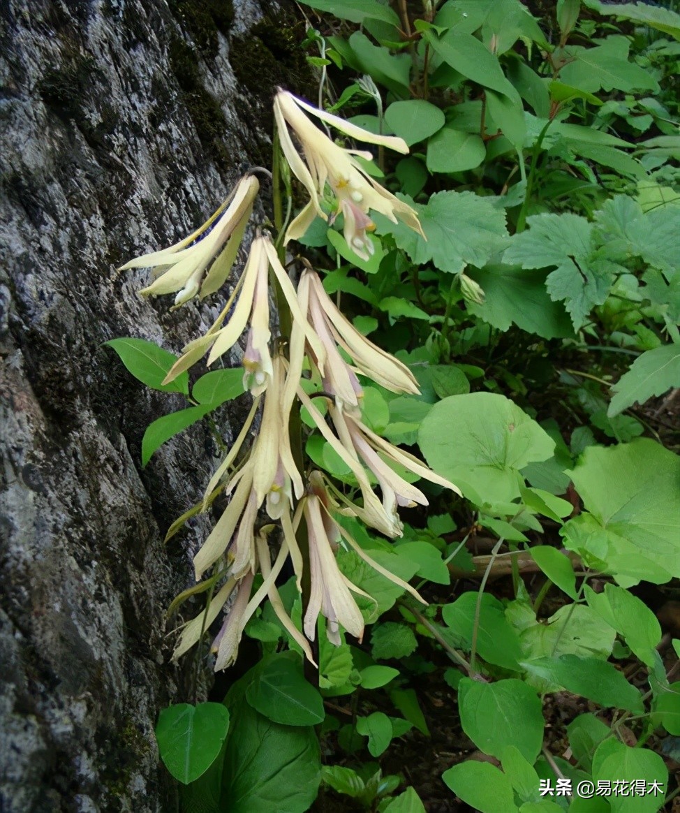 杜鹃兰属于几级保护植物,杜鹃兰品种图片
