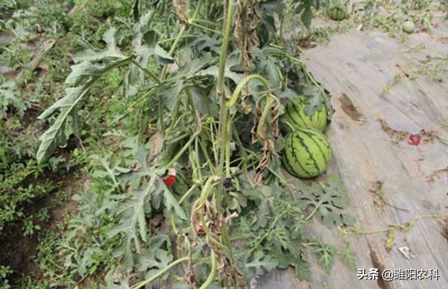 这个微生物菌最厉害，杀菌治病和增产，都很好