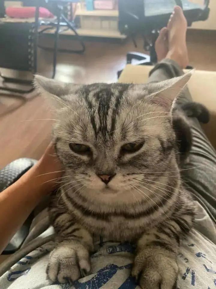 猫咪不在猫砂盆上大便怎么办,猫咪不在猫砂盆里大便怎么纠正