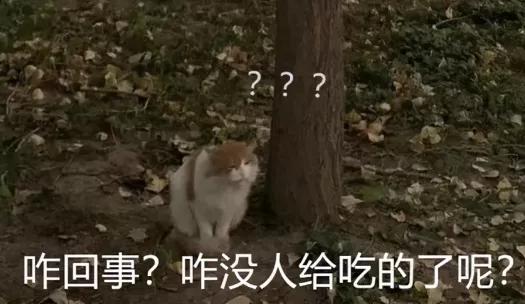 我为什么劝你别学医,在宿舍养猫很后悔