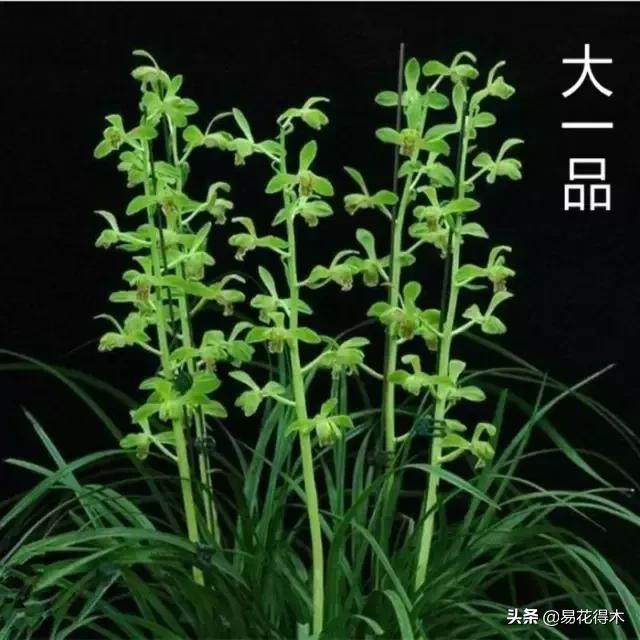 莲瓣兰的花和春剑的花有什么区别,春剑春兰莲瓣兰豆瓣兰怎么区分