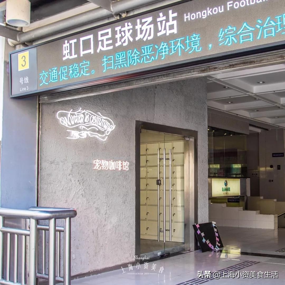 魔都哈士奇体验馆宠物咖啡,魔都哈士奇咖啡馆